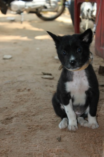 Фотоохота, зоопарки и просто животинки из путешествий - 3