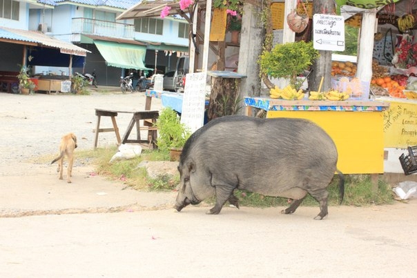 Фотоохота, зоопарки и просто животинки из путешествий - 3