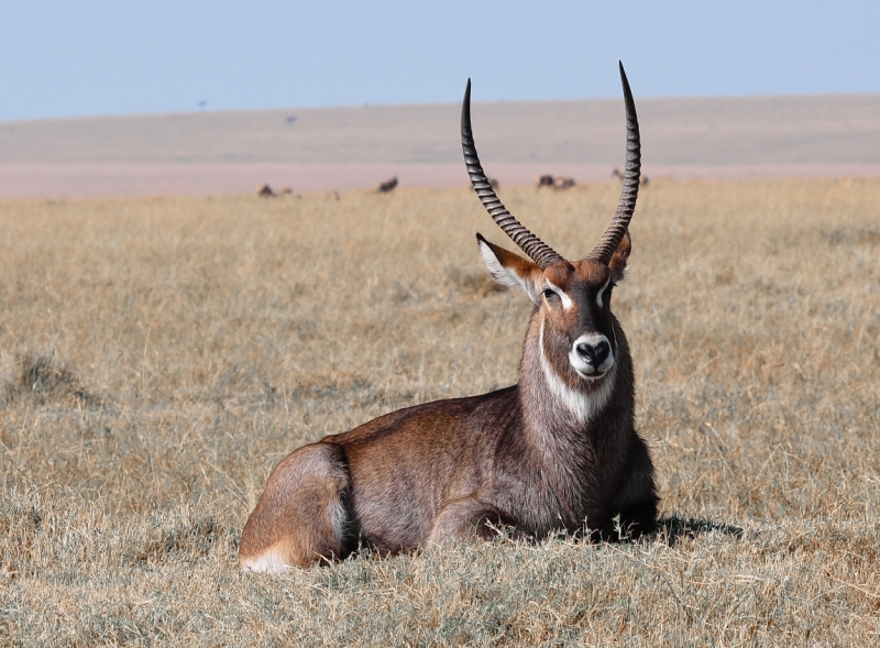 Фотоохота, зоопарки и просто животинки из путешествий - 3