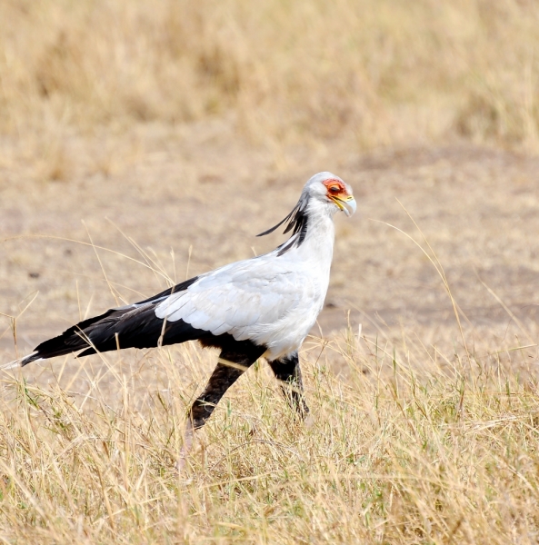 Птицы в фотографиях из путешествий