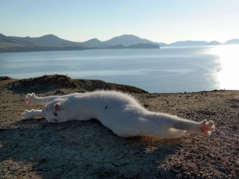 Поговорим о кошках 29