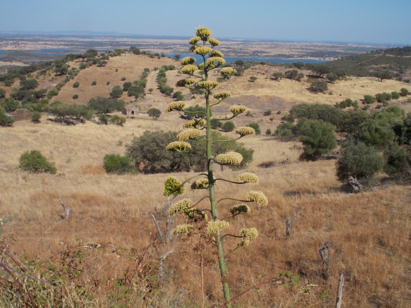 Август 2014 3 недели, включая пресноводный отдых