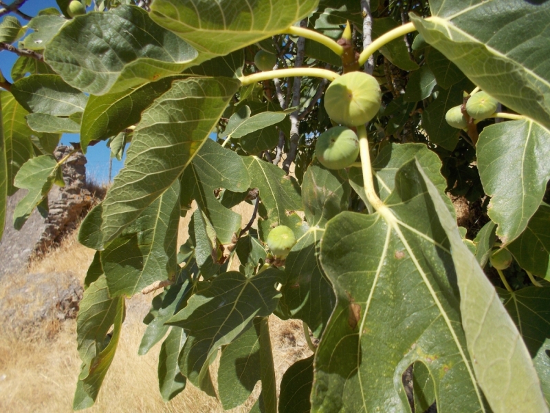 Август 2014 3 недели, включая пресноводный отдых