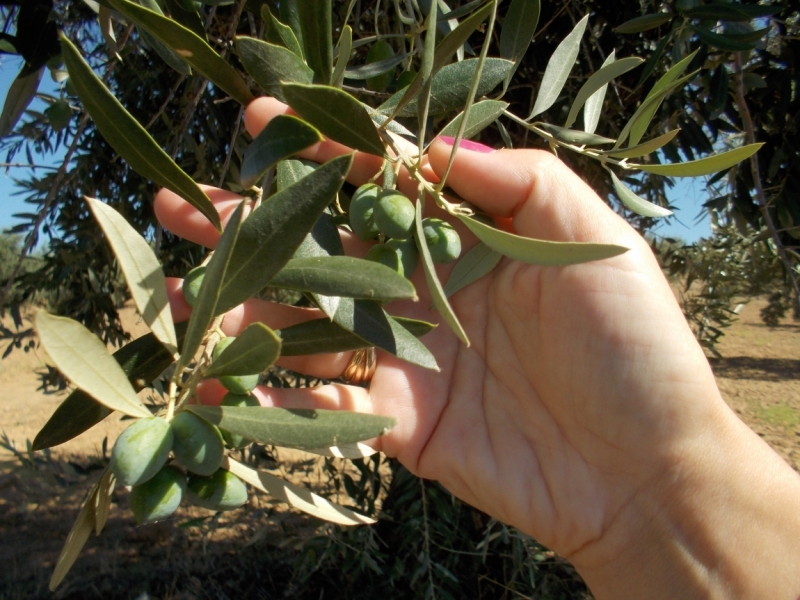 Август 2014 3 недели, включая пресноводный отдых