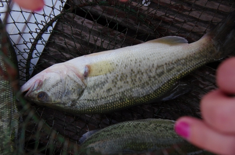 Август 2014 3 недели, включая пресноводный отдых