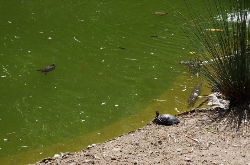 Август 2014 3 недели, включая пресноводный отдых