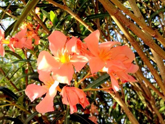 Сардиния. Октябрь 2013. Наш любимый остров.