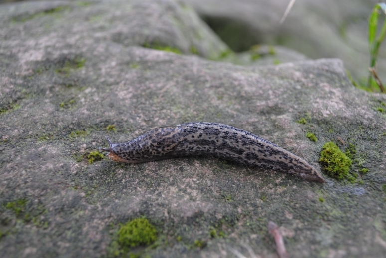 Через Альпы к морю - 2014