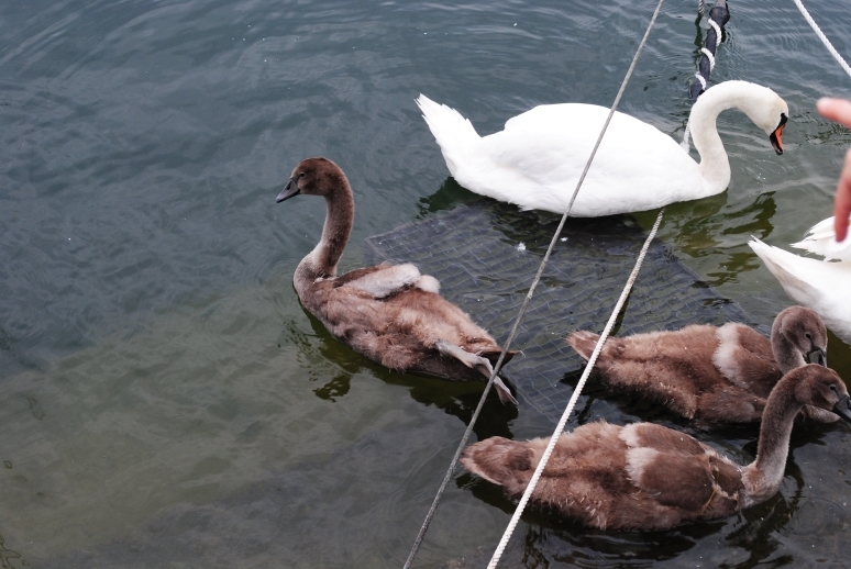 Через Альпы к морю - 2014