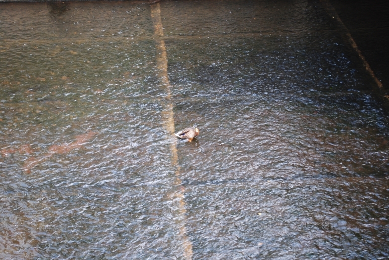 Через Альпы к морю - 2014