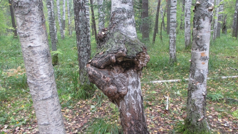 Прогулка по парку "Оленьи ручьи". Сентябрь 2014.