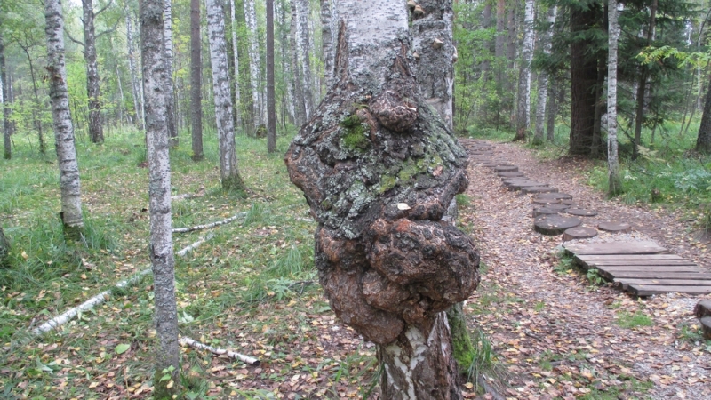 Прогулка по парку "Оленьи ручьи". Сентябрь 2014.