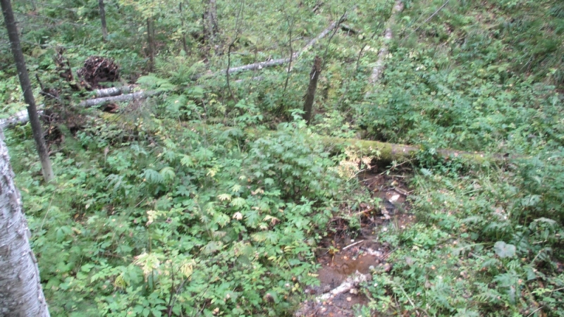 Прогулка по парку "Оленьи ручьи". Сентябрь 2014.