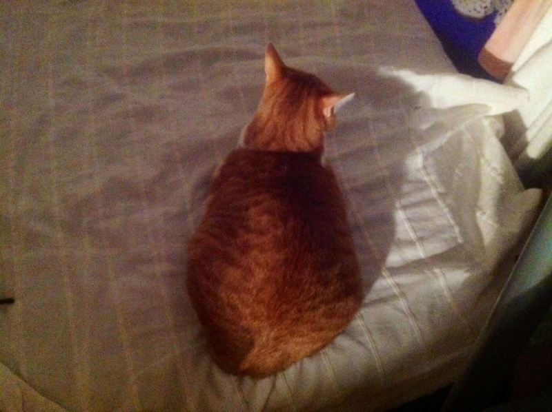 Поговорим о кошках 29