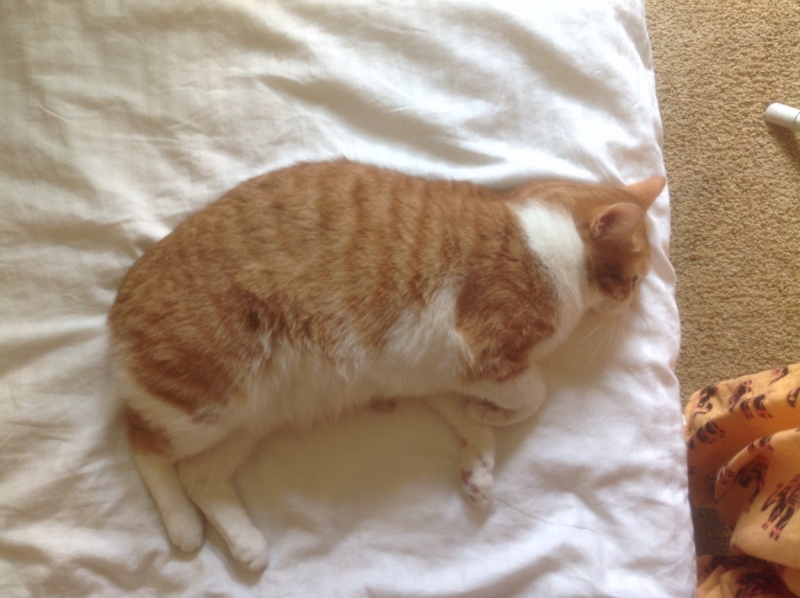 Поговорим о кошках 29