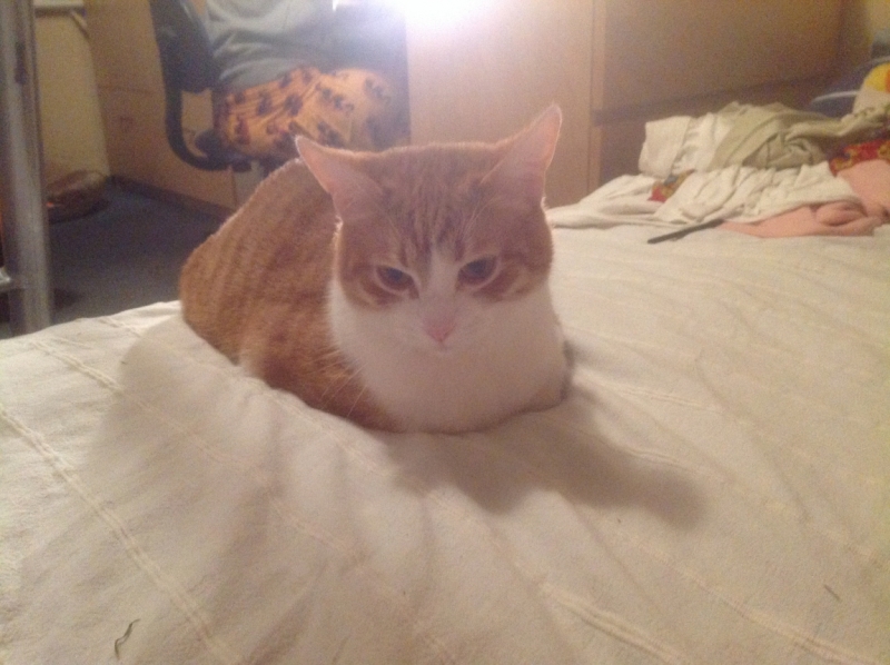 Поговорим о кошках 29