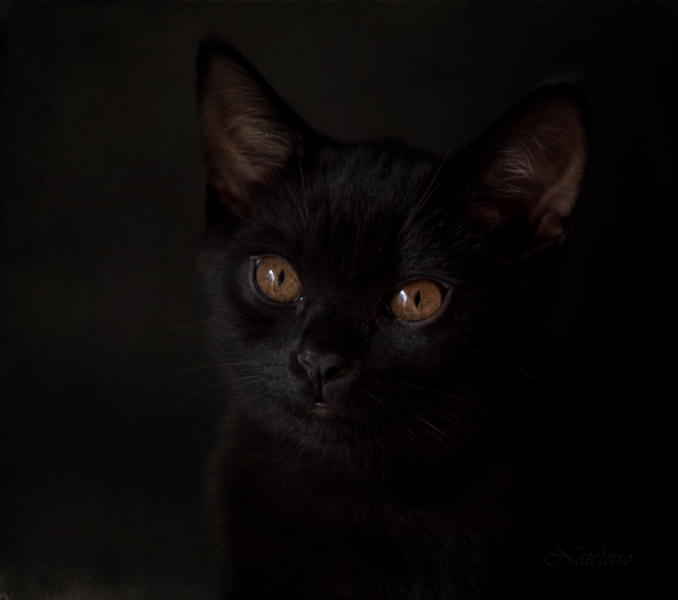 Поговорим о кошках 29