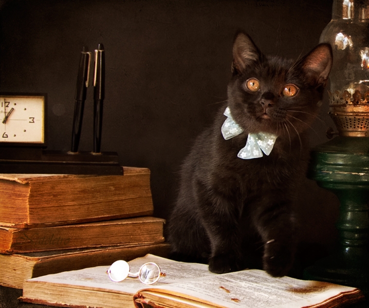 Поговорим о кошках 29