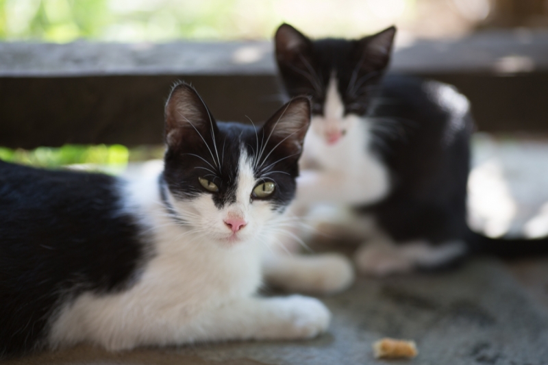 От Южного Урала через Казбек к двум морям (Россия-Грузия-Азербайджан) (+фото)