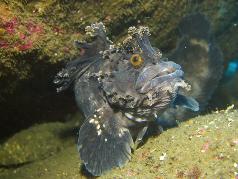 Вот оно какое наше Японское море