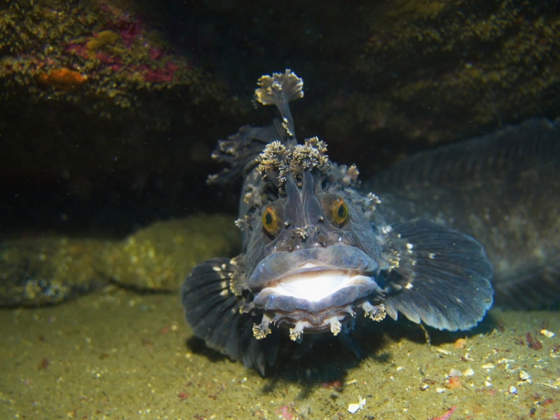 Вот оно какое наше Японское море