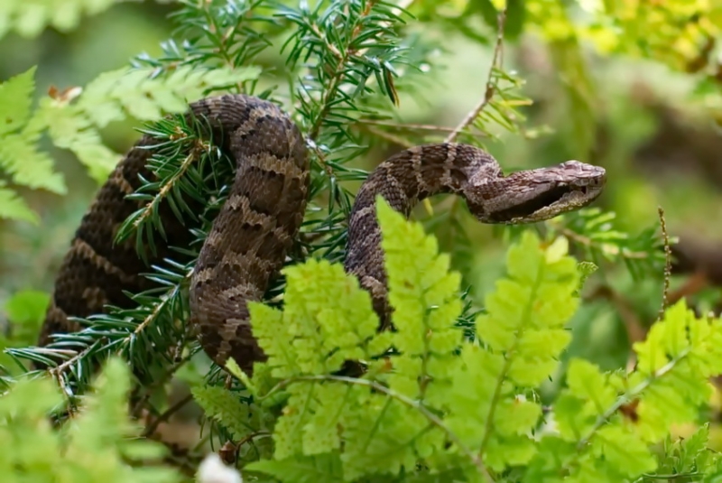 Фотоохота, зоопарки и просто животинки из путешествий - 3