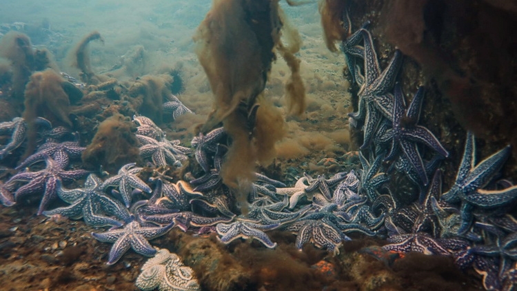 Вот оно какое наше Японское море