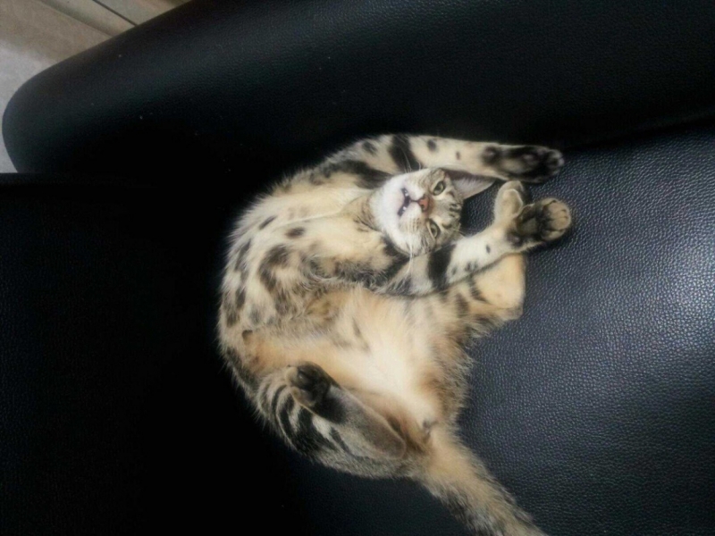 Поговорим о кошках 29