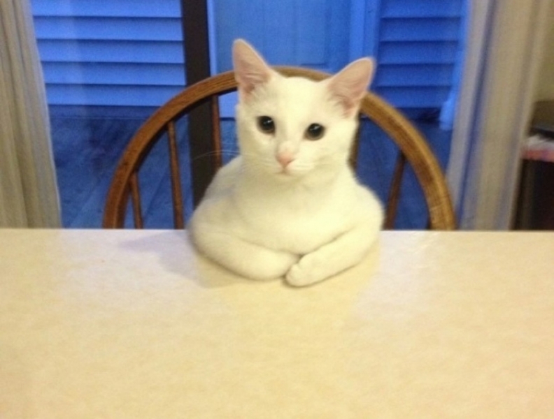 Поговорим о кошках 29