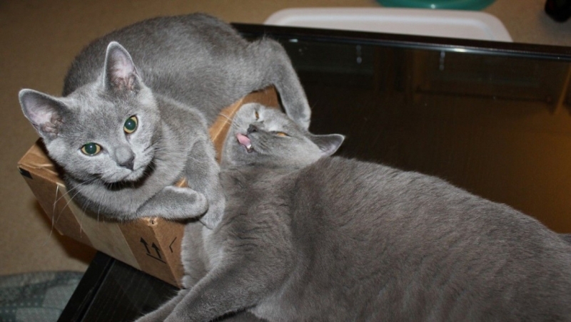 Поговорим о кошках 29