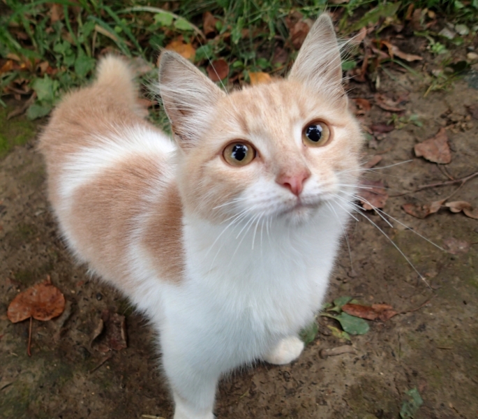 Поговорим о кошках 29