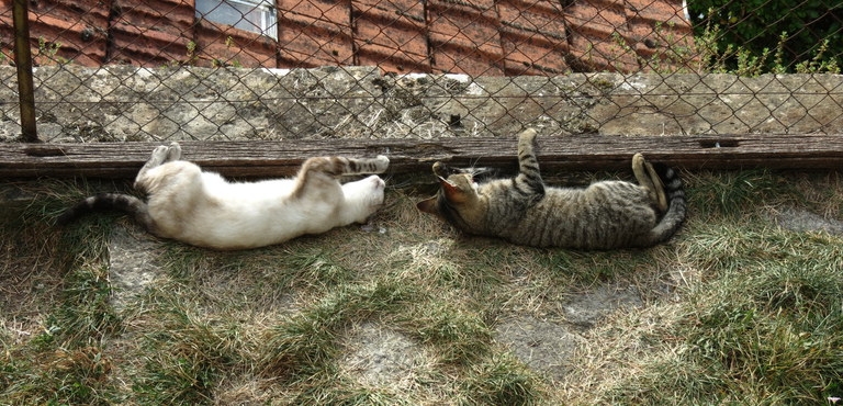 Поговорим о кошках 29