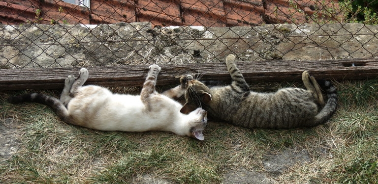 Поговорим о кошках 29