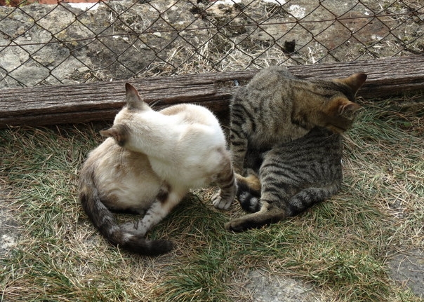 Поговорим о кошках 29