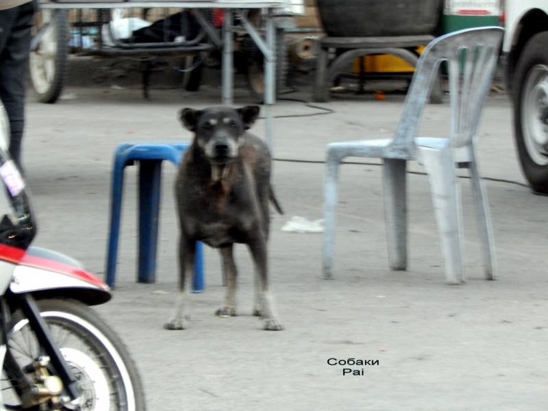 Собаки северного Таиланда