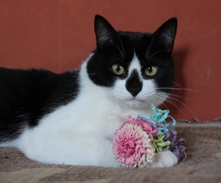 Поговорим о кошках 29