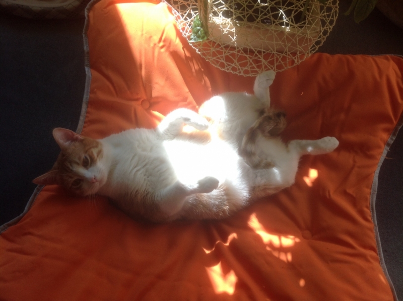 Поговорим о кошках 29