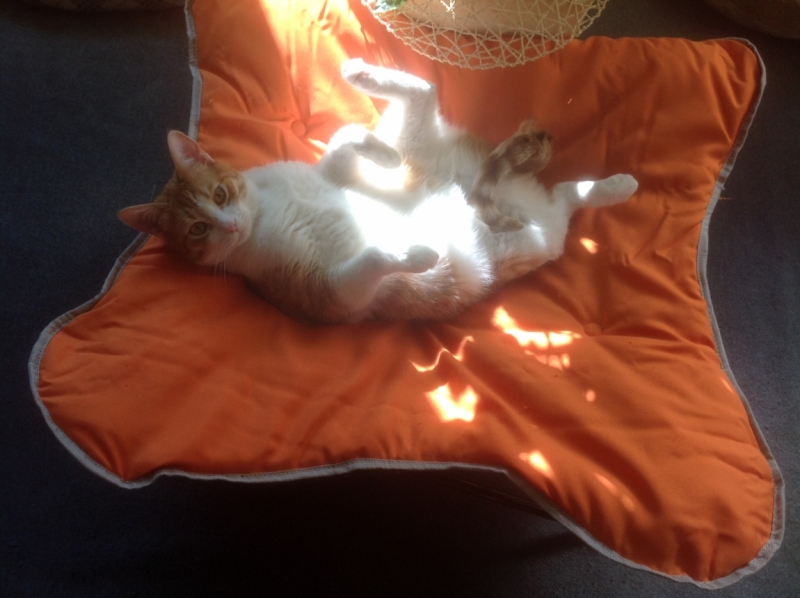 Поговорим о кошках 29