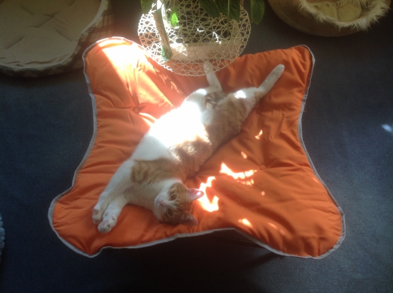 Поговорим о кошках 29