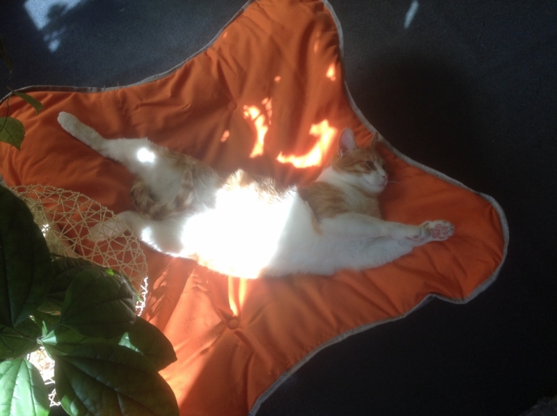 Поговорим о кошках 29