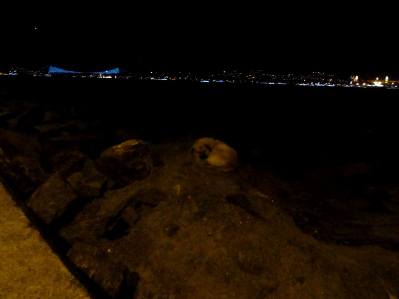 Стамбул на день св. Валентина 2014