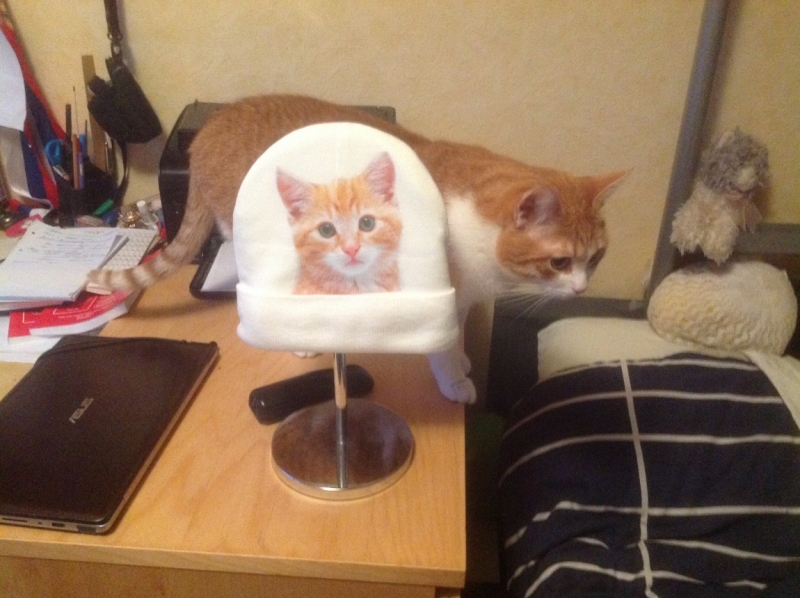 Поговорим о кошках 29