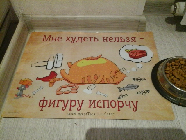 Поговорим о кошках 29