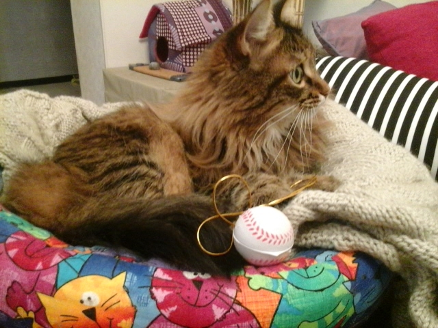 Поговорим о кошках 29