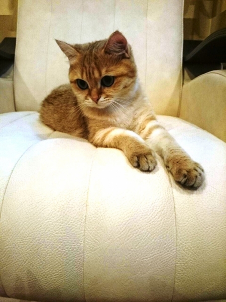 Поговорим о кошках 29