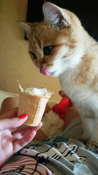 Поговорим о кошках 29