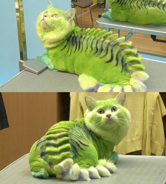 Поговорим о кошках 29