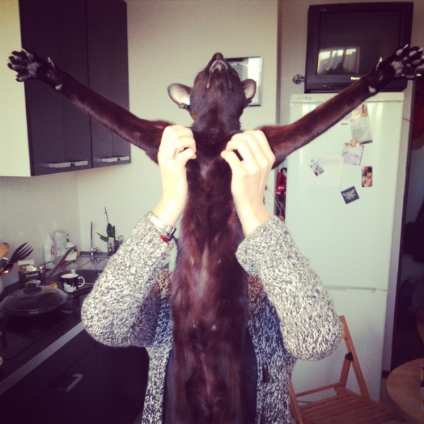 Поговорим о кошках 29