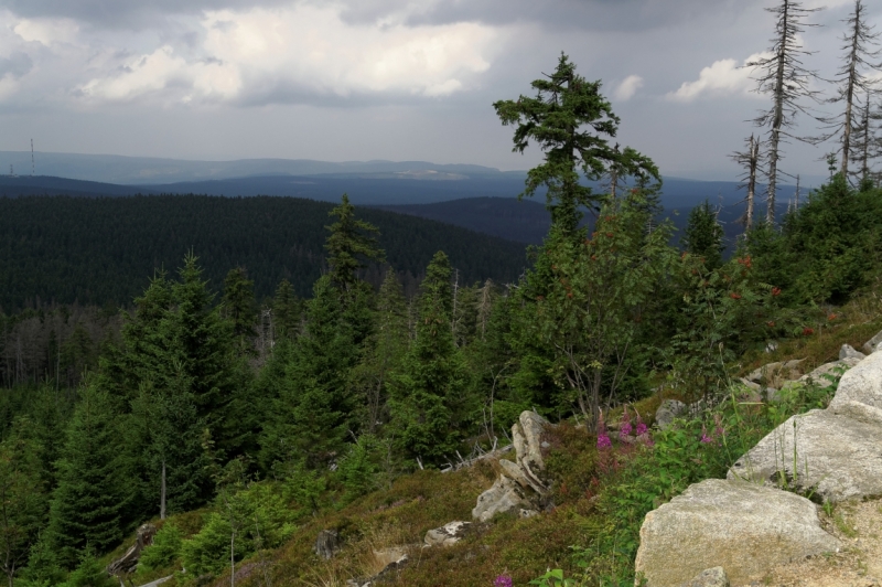 4 дня в сказочном лесу, или что можно успеть за это время в Harz