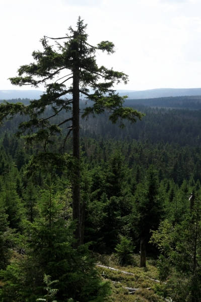4 дня в сказочном лесу, или что можно успеть за это время в Harz